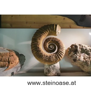 Ammonite versteinert XL